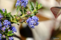 /album/macro/a0026329-ok-jpg/